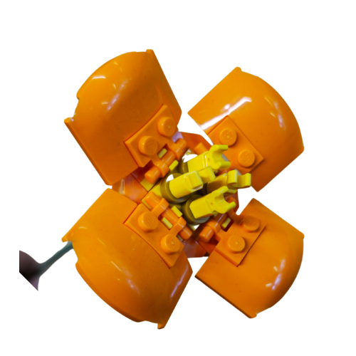 Flower Shop - California Poppy - 8